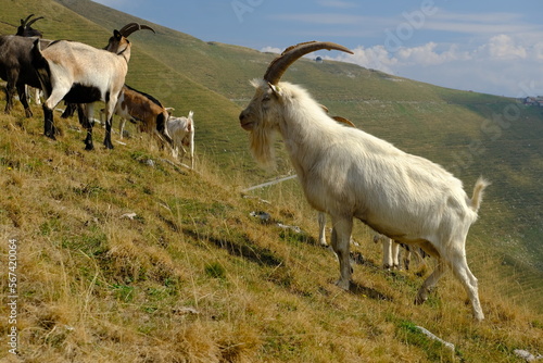 Group of goats. Herd of goats graze in the mountains.A group of goats in the mountains between Switzerland and Italy. Italy. 