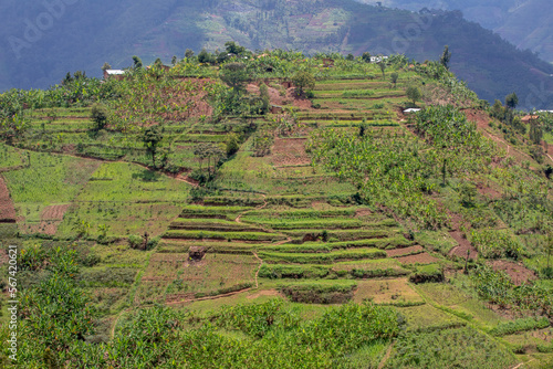 Northern Rwanda terraced landscape, Rwanda, Africa