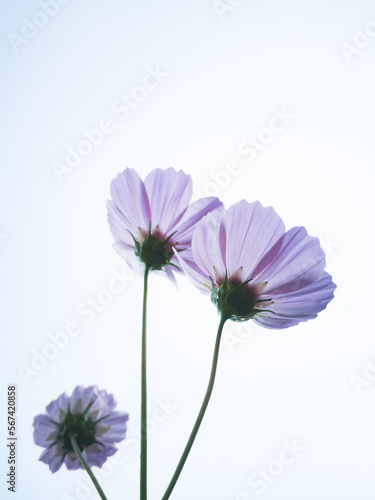 Close-up of pink cosmos flowers on a light background.