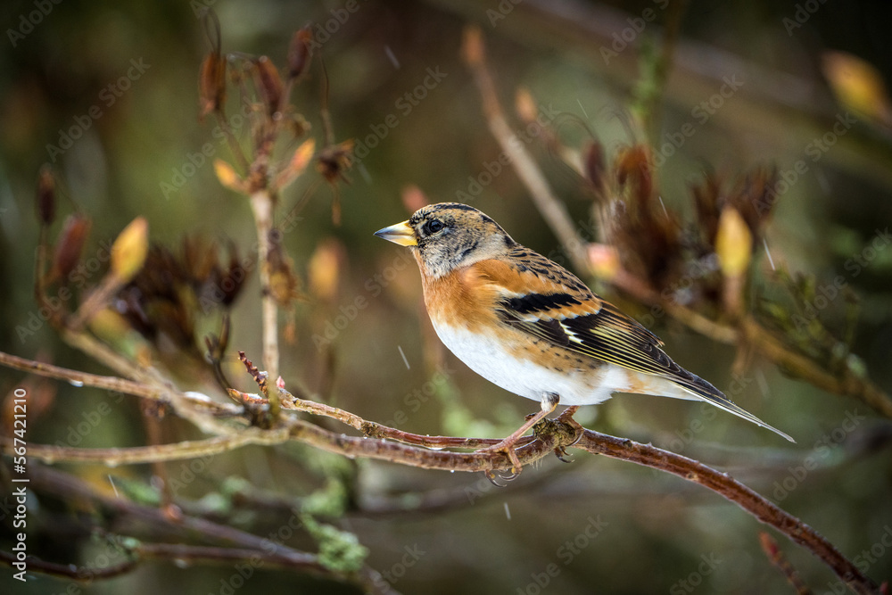 Brambling bird on the banch in nature Brambling bird on the banch in nature