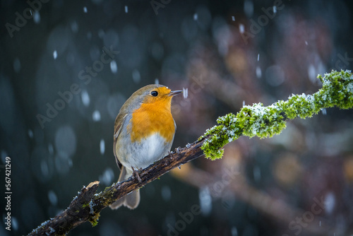 robin on a branch near the feeder in the snow © jurra8