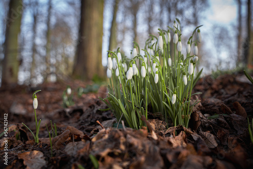 Pack of snowdrops in bloom in the forest among dead leaves. Macro image, blurred forest background