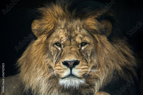Barbary lion portrait in nature park