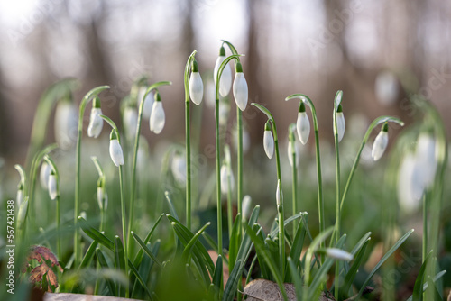 Snowdrops in bloom in the forest. Macro image, shallow depth of field, blurred forest background