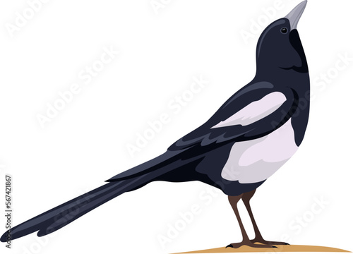 Magpie stand on ground. Bird looking up