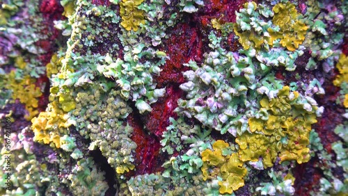 Lichens overgrown tree trunk, symbiosis of fungus and algae, indicator species, Slider shot photo