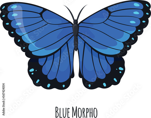 Blue morpho butterfly. Exotic winged moth animal photo