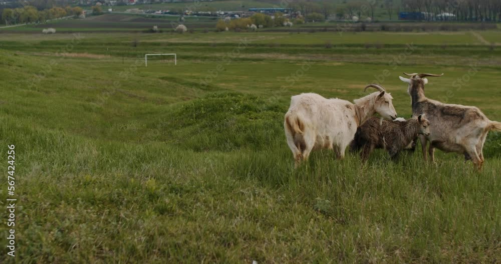 White goat with long horns grazes on a green meadow near the railway . White goat with long horns grazes on a green meadow near the railway .