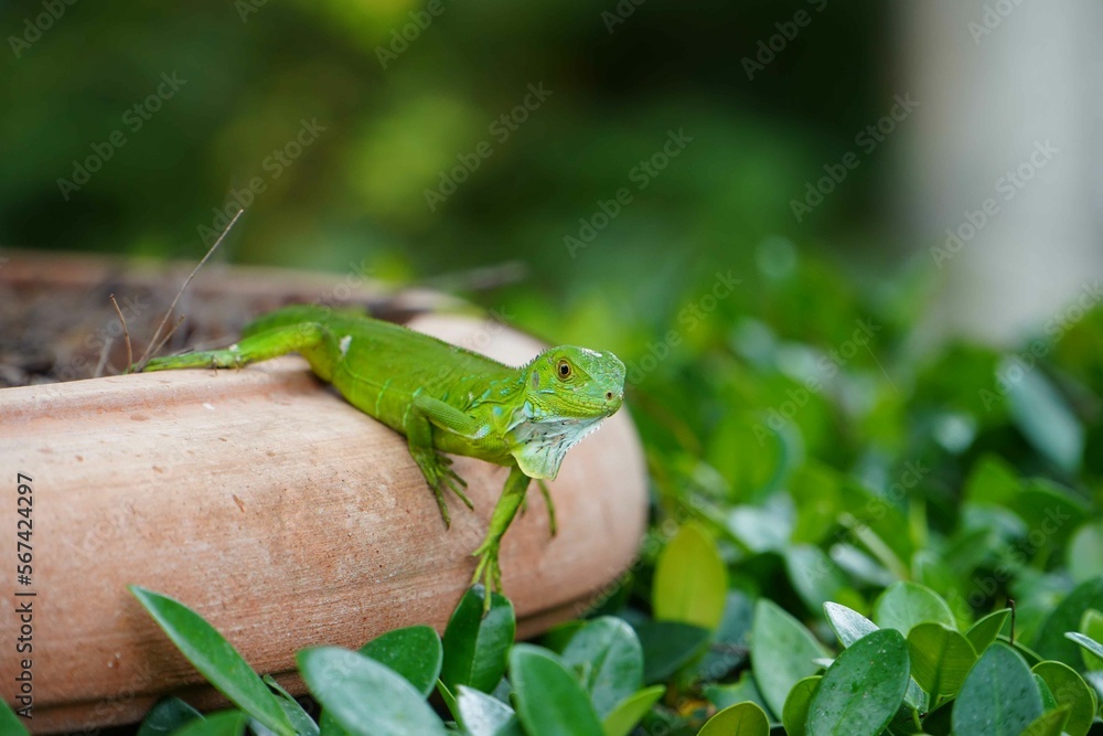Green Lizard in Florida Green Lizard in Florida