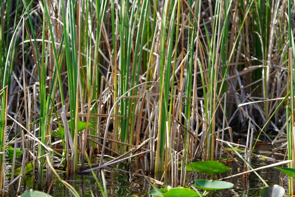 Plants and Wildlife in the Florida Everglades Plants and Wildlife in the Florida Everglades
