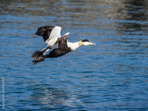 Adult male eider duck (Somateria mollissima), taking flight on the island of Bjornoya, Norway, Scandinavia, Europe photo