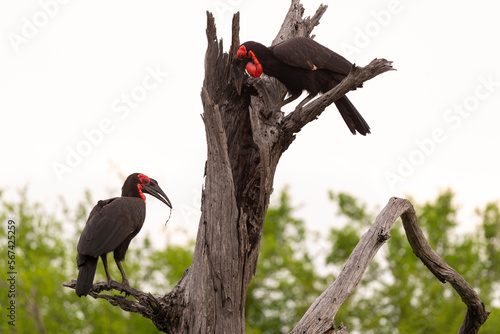 Bucorve du Sud, Grand calao terrestre, Bucorvus leadbeateri, Southern Ground Hornbill photo