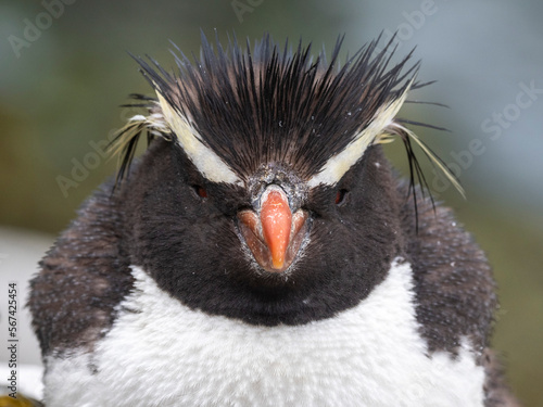 Adult southern rockhopper penguin (Eudyptes chrysocome), head detail, in Franklin Bay, Isla Estado, Argentina, South America photo