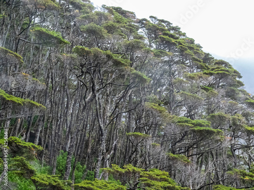 View of the Notofagus forest in Caleta Capitan Canepa, Isla Estado (Isla De Los Estados), Argentina, South America photo