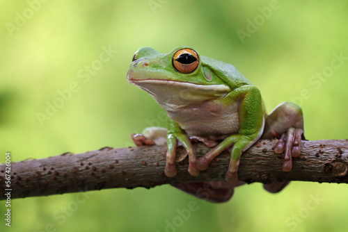 White lipped tree frog on branch, green tree frog side view, animals closeup