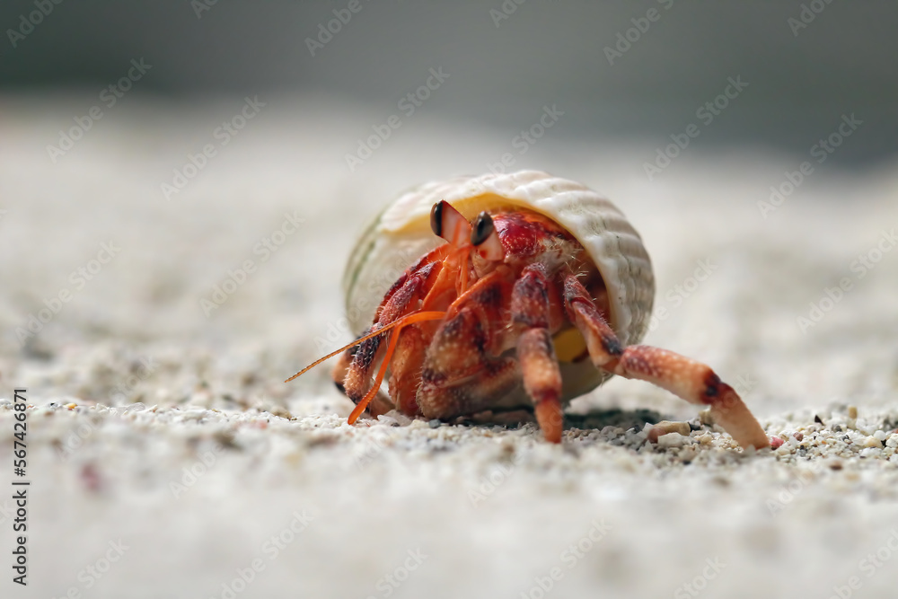 close-up of beautiful hermit crab, Coenobita clypeatus