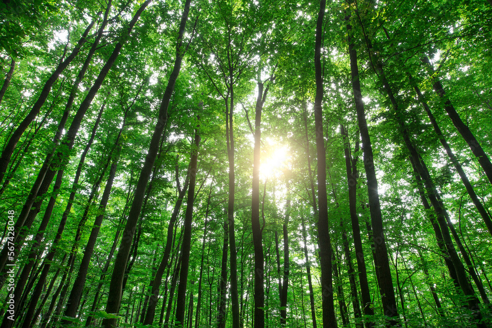Forest trees. nature green wood sunlight backgrounds Forest trees. nature green wood sunlight backgrounds