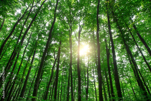 Forest trees. nature green wood sunlight backgrounds