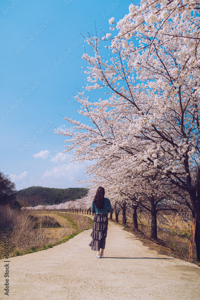 Beautiful cherry blossom in Korea Beautiful cherry blossom in Korea