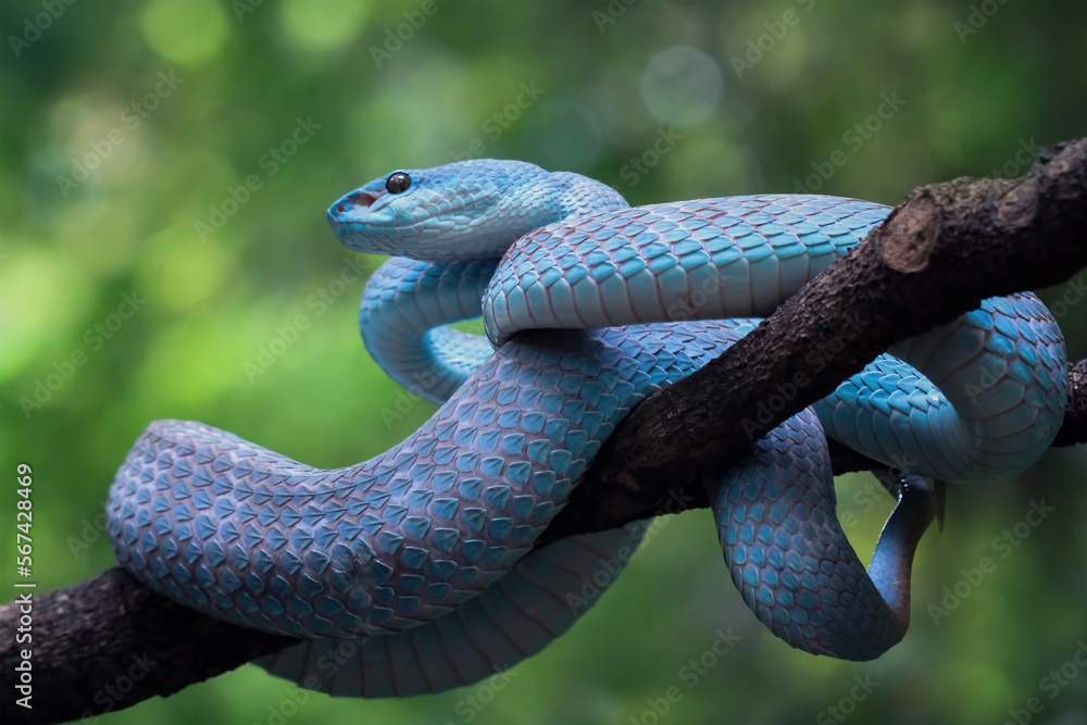Obraz premium Blue viper snake closeup on branch,blue insularis,Trimeresurus Insularis