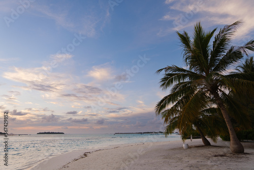 coconut palm trees on white sand beach with crystal clear blue sea