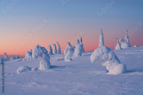 Pink sunset over ice sculptures in the winter scenery of Finnish Lapland, Riisitunturi National Park, Posio, Lapland, Finland, Europe photo