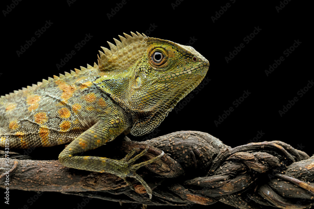 Obraz premium Forest dragon reptile on a branch, head and spiked forest dragon lizard, Gonocephalus chamaeleontinus, animal closeup