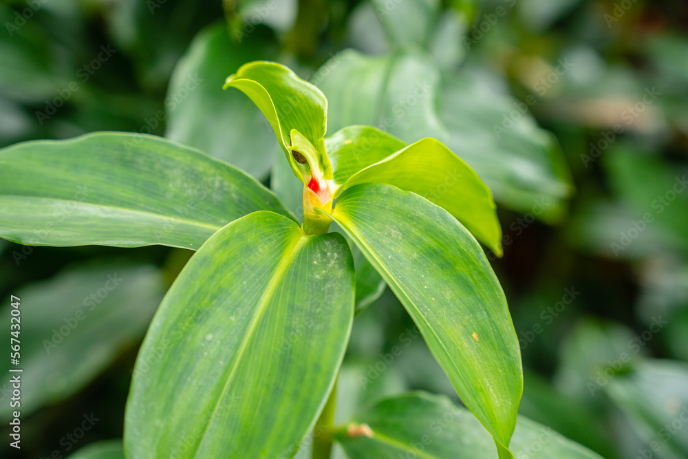 Costus spicatus, also known as spiked spiralflag ginger or Indian head ginger, is a species of herbaceous plant in the Costaceae family Costus spicatus, also known as spiked spiralflag ginger or Indian head ginger, is a species of herbaceous plant in the Costaceae family