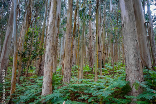 Eucalyptus forest in Galicia  Spain