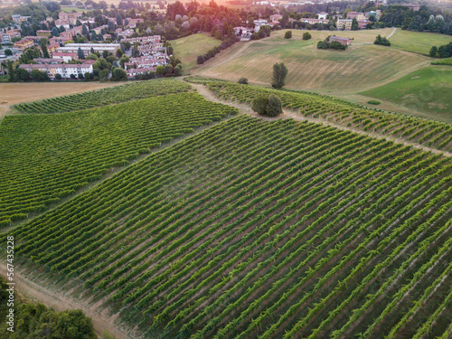 Aerial view of Italian vineyards at sunrise, Valsamoggia, Emilia-Romagna, Italy, Europe photo