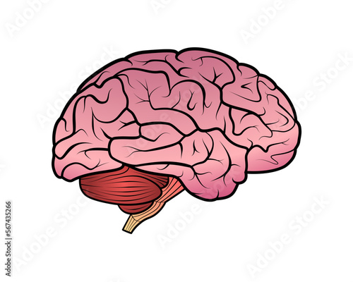 human brain isolated on white