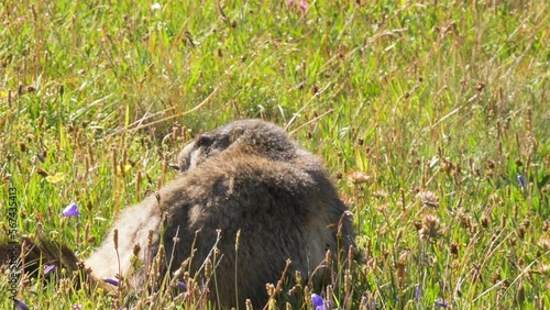 Une marmotte mange de la gentiane