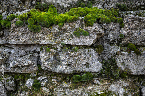 Mosses growing on a Stone Wall