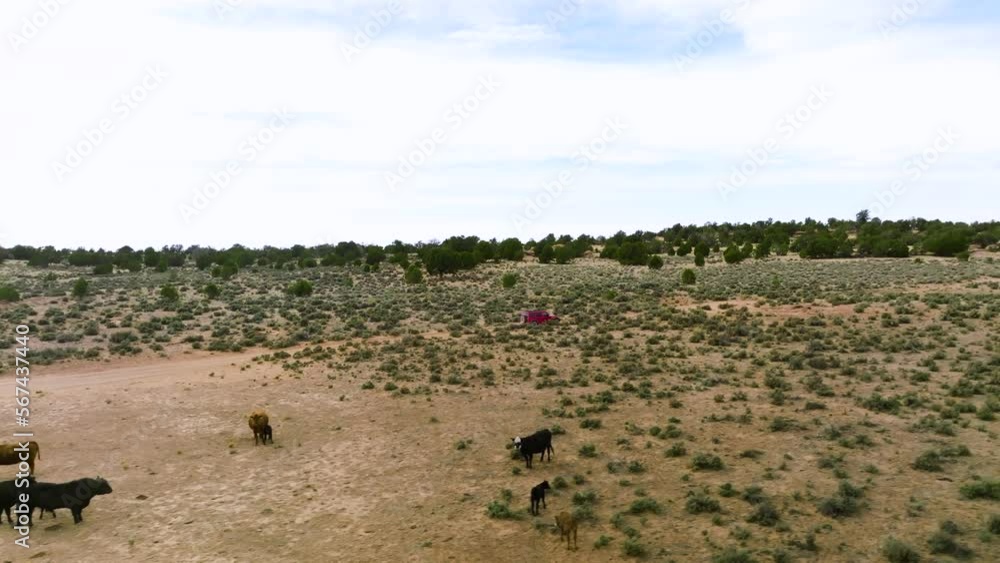 View Of Single Red Jeep Wrangler Driving Past A Group Of Cattle Grazing In The Country Field On A Sunny Day Going To White Pocket In Utah, USA. - Tracking Shot View Of Single Red Jeep Wrangler Driving Past A Group Of Cattle Grazing In The Country Field On A Sunny Day Going To White Pocket In Utah, USA. - Tracking Shot
