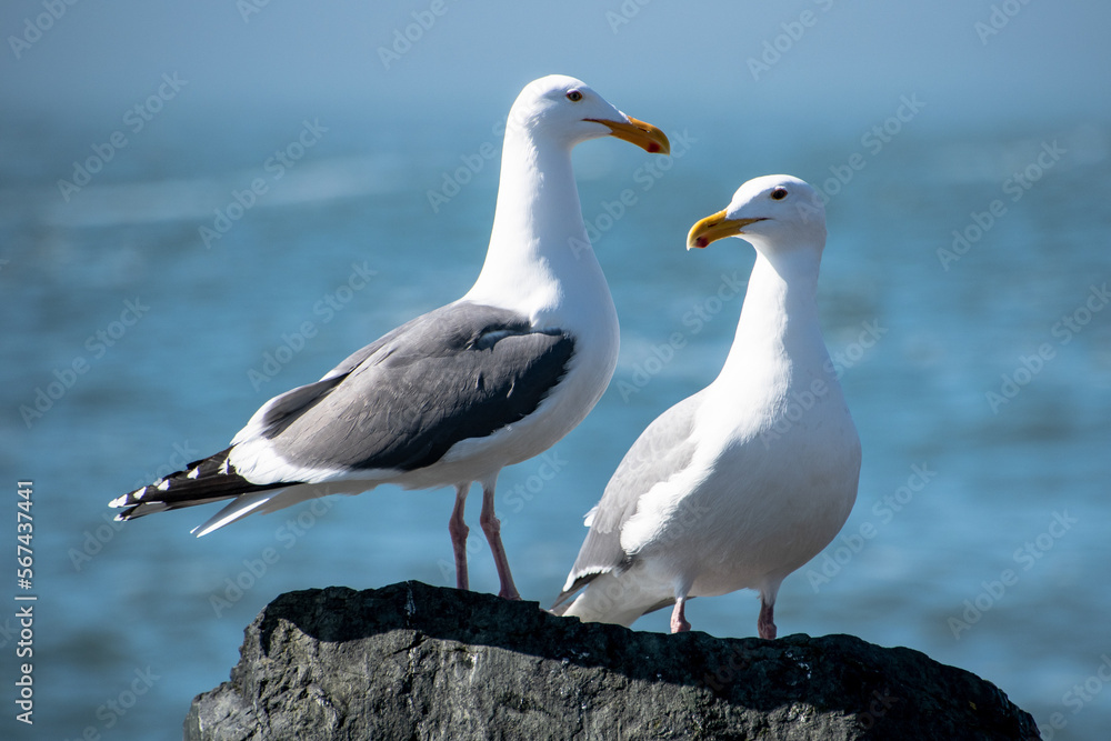 Closeup of Two Seagulls Perched With Ocean Background Blurred Closeup of Two Seagulls Perched With Ocean Background Blurred