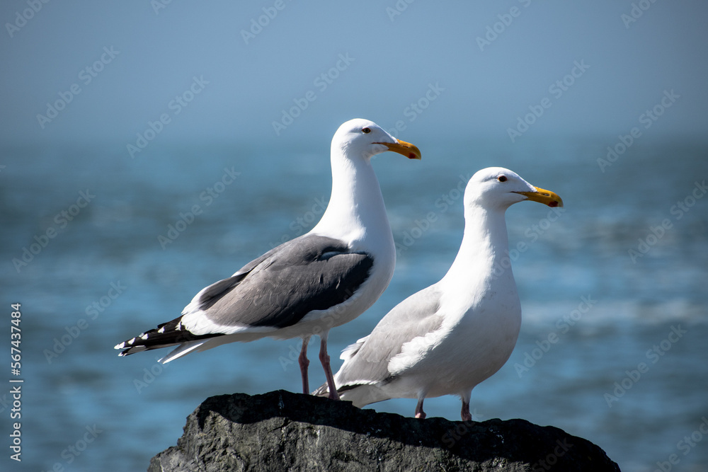 Closeup of Two Seagulls Perched With Ocean Background Blurred Closeup of Two Seagulls Perched With Ocean Background Blurred