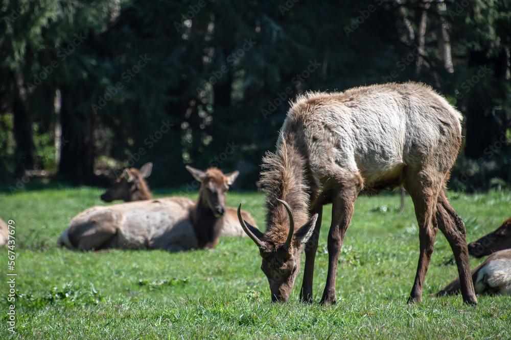 Herd of Elk Lounging in Humboldt County, CA Herd of Elk Lounging in Humboldt County, CA