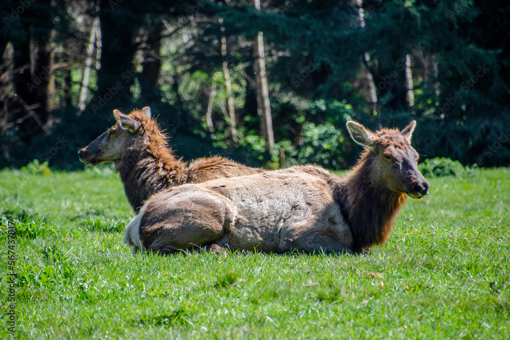 Herd of Elk Lounging in Humboldt County, CA Herd of Elk Lounging in Humboldt County, CA