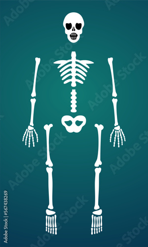 Cute Spooky Human Skeleton Bone Parts DIY Set