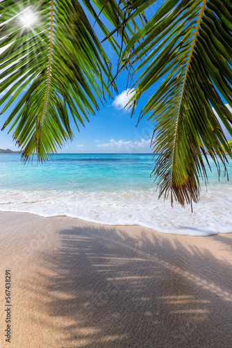 The leaves of palm trees on Sunny tropical beach. Summer vacation and tropical beach background concept. 