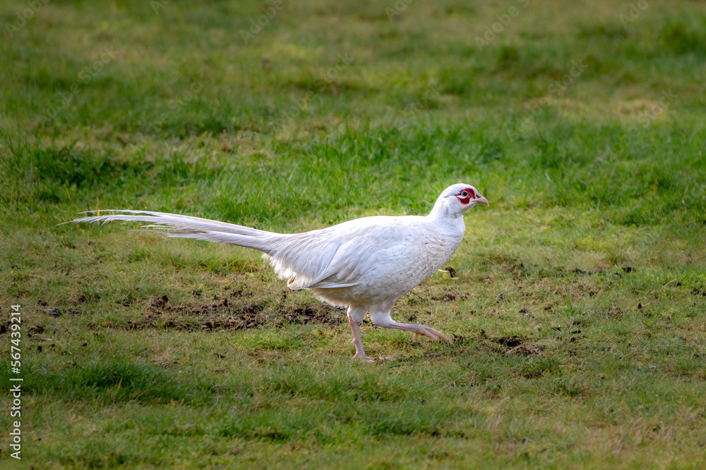 Fototapeta premium White Pheasant