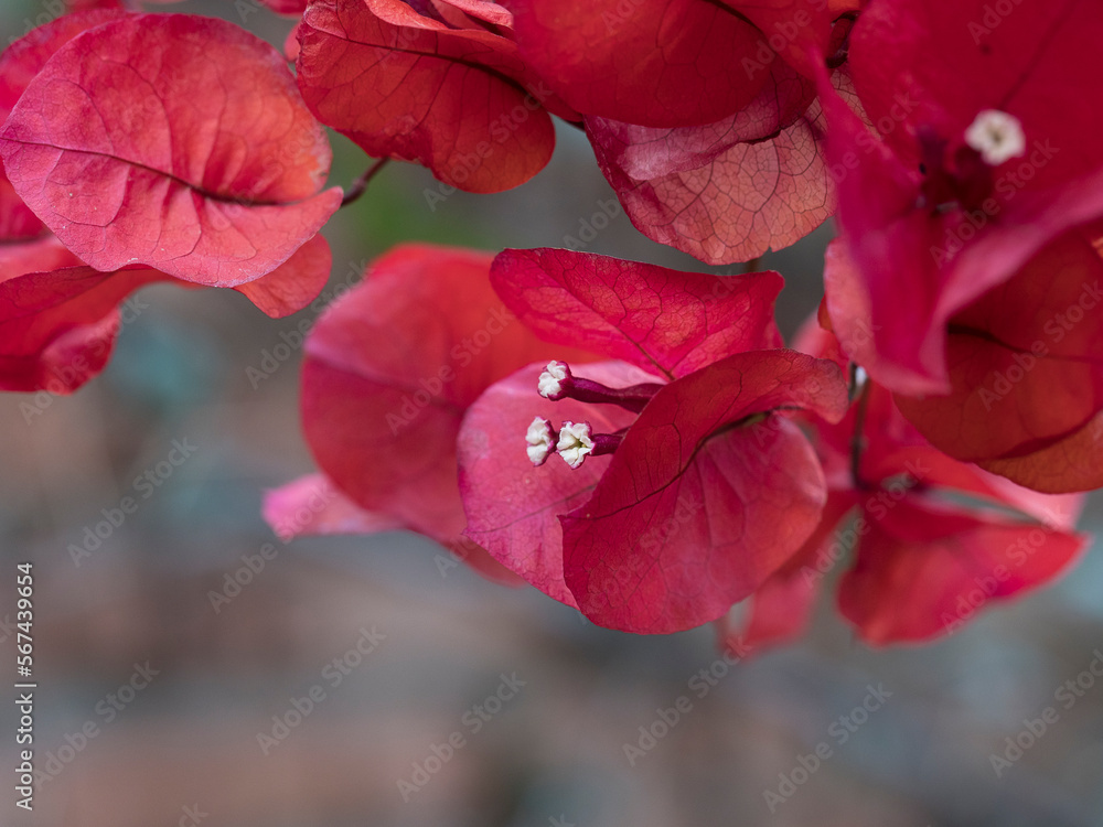 Obraz premium Flor de hibiscus en invierno