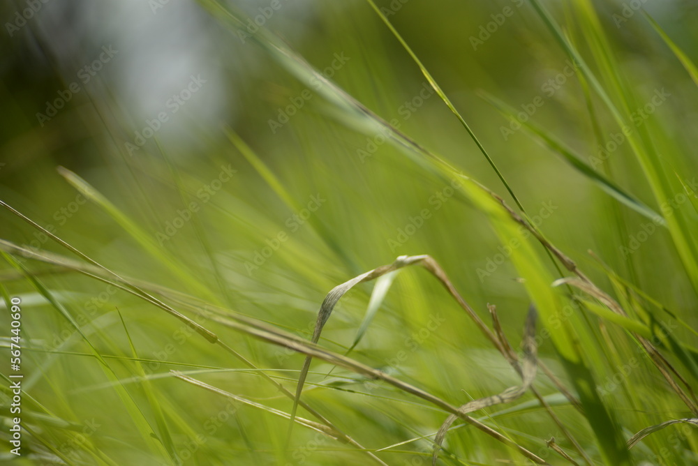 Juicy green spring grass in the meadow, succulent green cereal plants in the field, tender green meadow spikelets, grass texture background, close-up spikelets moving in the wind Juicy green spring grass in the meadow, succulent green cereal plants in the field, tender green meadow spikelets, grass texture background, close-up spikelets moving in the wind