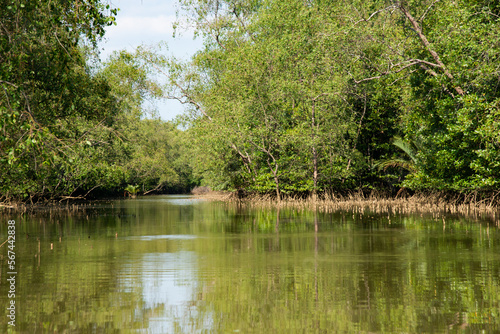 mangrove forest cross the river