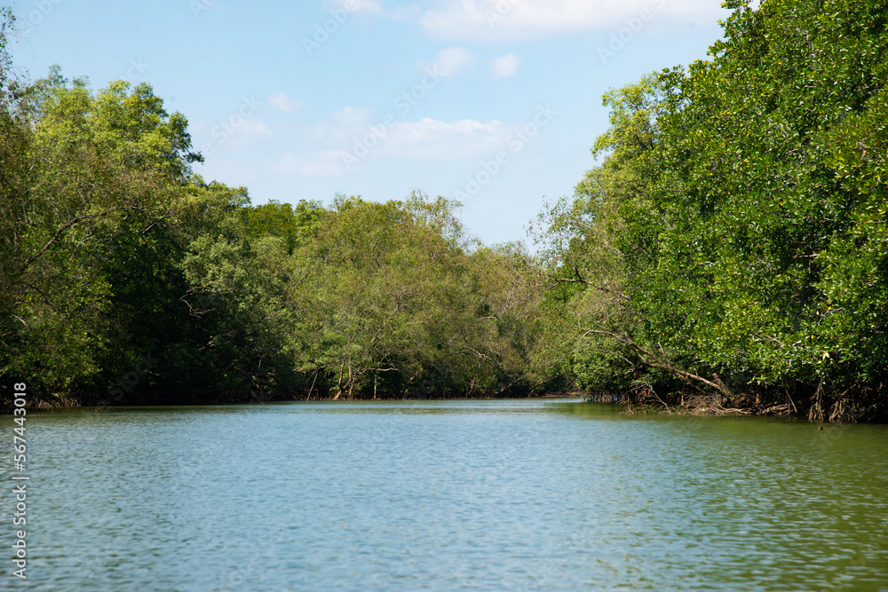 mangrove forest cross the river