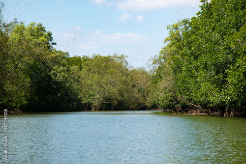 mangrove forest cross the river