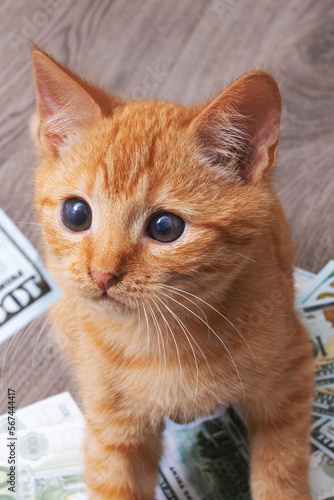 Kitten in a pile of dollar bills
