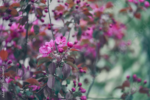 Wallpaper Mural A blooming branch of a pink apple tree. With space to copy. Selective focus on tree branches. An image of bright pink flowers blooming in spring. High quality photo Torontodigital.ca