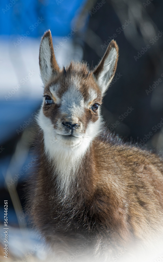 Close up head potrait of cute alpine chamois cub (Rupicapra rupicapra) with winter fur, against soft bokeh background, Italian Alps. January