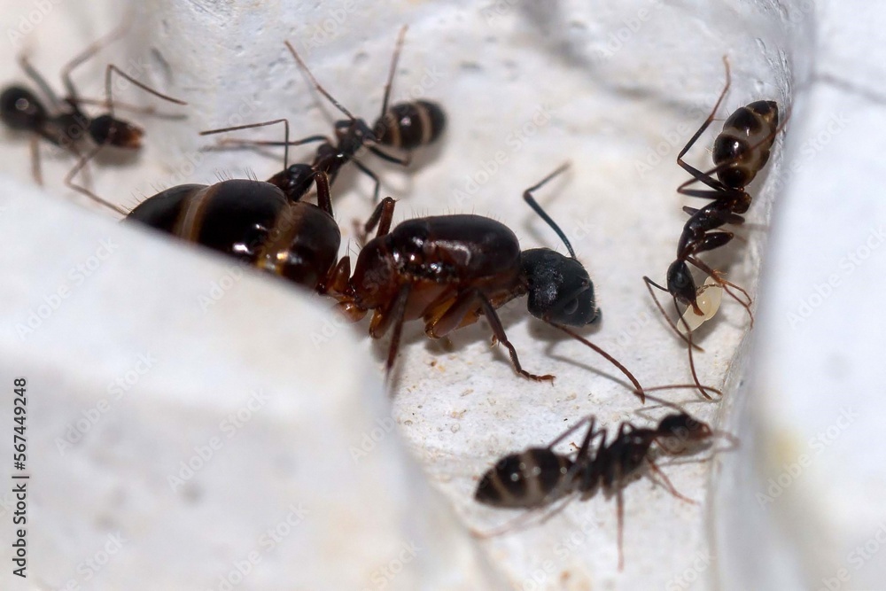 Camponotus barbaricus avec couvains et ouvrières Camponotus barbaricus avec couvains et ouvrières